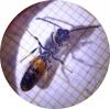 Lasioglossum sp.